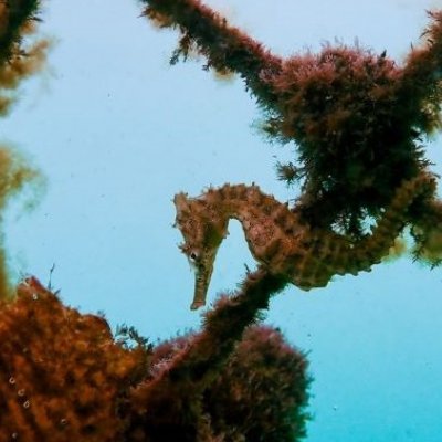 A small seahorse hanging off a seaweed covered fence underwater